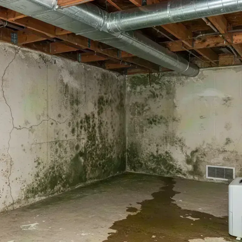 Professional Mold Removal in Lakeshire, MO